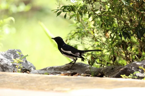 Orientalischer Elster Rotkehlchen Ein Häufiger Vogel Thailand — Stockfoto