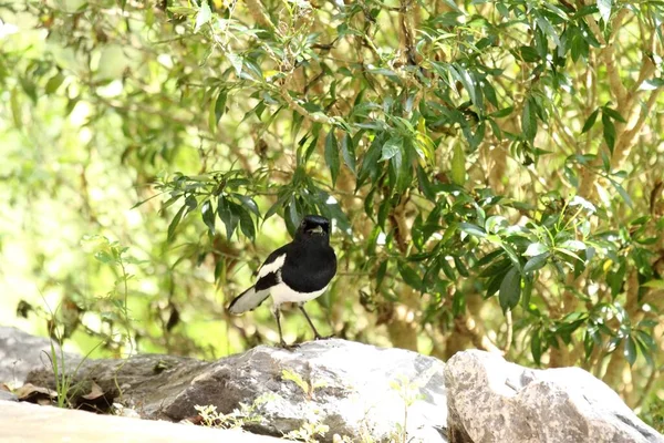 Orientalischer Elster Rotkehlchen Ein Häufiger Vogel Thailand — Stockfoto