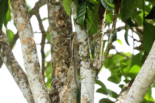 Menetes Berdmorei Wiewiórka Lansium Parasiticum Drzewa Tropikalnym Ogrodzie — Zdjęcie stockowe