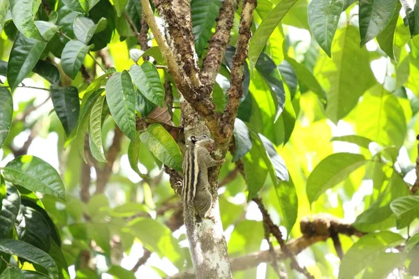 Menetes Berdmorei Ardilla Lansium Árbol Parasiticum Jardín Tropical —  Fotos de Stock