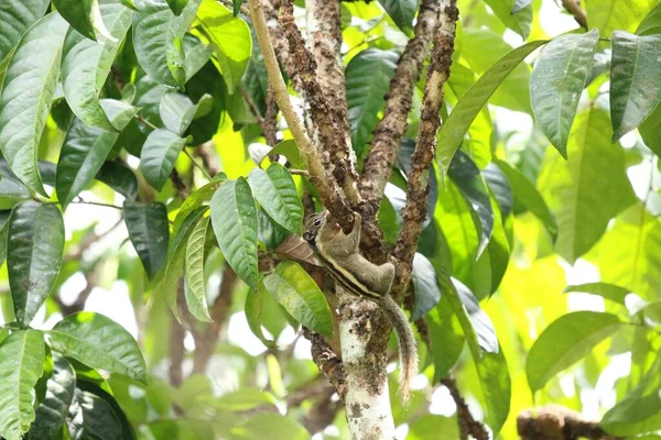 Mentionne Écureuil Berdmorei Sur Lansium Parasiticum Dans Jardin Tropical — Photo