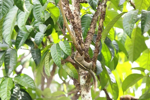 Menetes Berdmorei Wiewiórka Lansium Parasiticum Drzewa Tropikalnym Ogrodzie — Zdjęcie stockowe