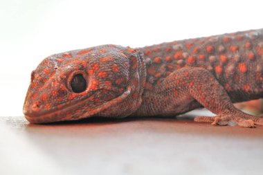 Kameraya bakan dev kertenkeleyi kapat.