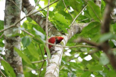 Ağaçkakan Kuşu Rambutan Ağacında