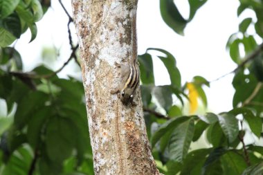 Menetes berdmorei sincabı tropik bahçedeki Lansium parazit ağacı üzerinde