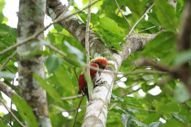 Ağaçkakan Kuşu Rambutan Ağacında