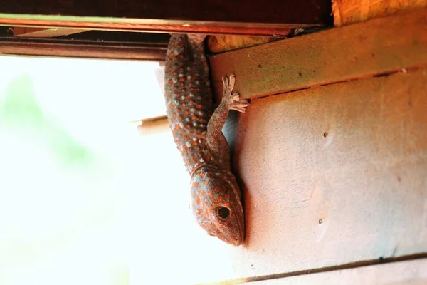 Riesiger Gecko Der Säule Eines Holzhauses — Stockfoto