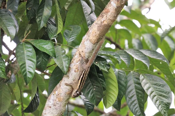 Menetes Berdmorei Esquilo Lansium Parasiticum Árvore Jardim Tropical — Fotografia de Stock