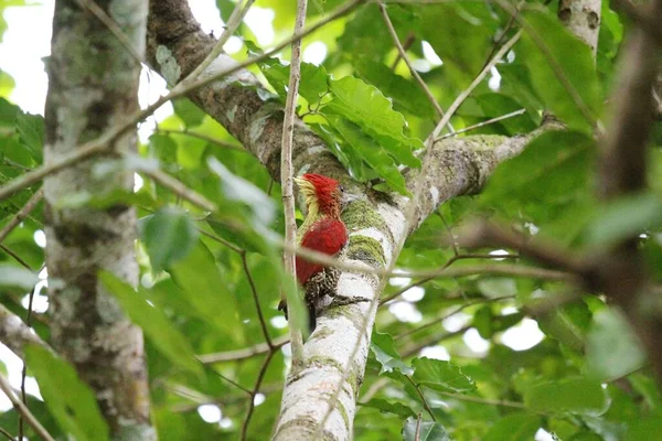 Schwarzspecht Vogel Auf Rambutan Baum — Stockfoto