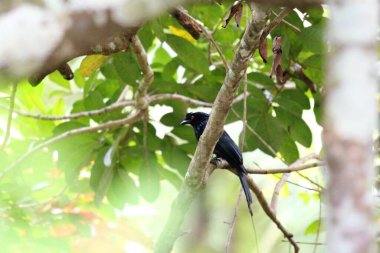 Daha büyük raket kuyruklu Drongo kuşu Rambutan ağacında