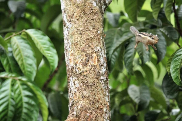 热带花园柳树寄生上的贝都莫西松鼠 — 图库照片