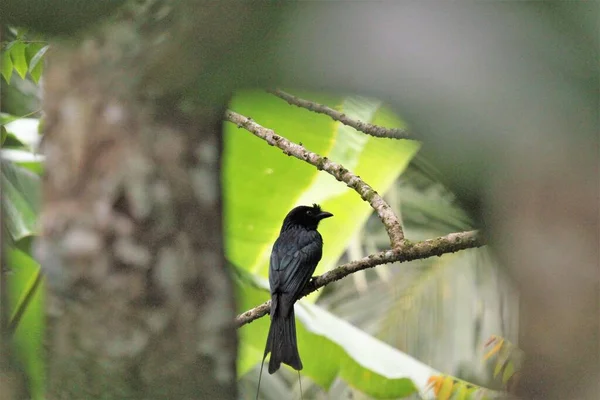 Klapperschwanzvogel Auf Rambutan Baum — Stockfoto