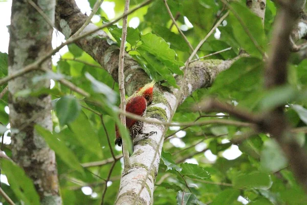 ラムバンの木の上のベイ ウッドペッカー鳥 — ストック写真