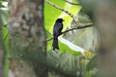 Daha büyük raket kuyruklu Drongo kuşu Rambutan ağacında