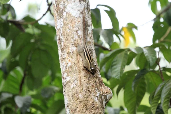 Білка Menetes Berdmorei Дереві Lansium Parasiticum Тропічному Саду — стокове фото