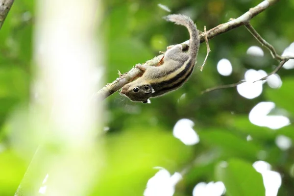 Menetes Berdmorei Wiewiórka Lansium Parasiticum Drzewa Tropikalnym Ogrodzie — Zdjęcie stockowe