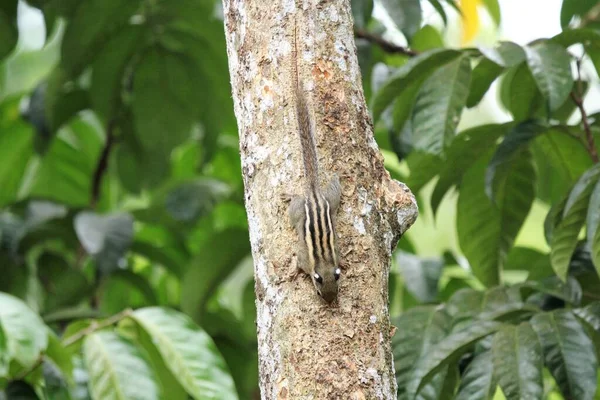 Meneter Berdmorei Ekorre Lansium Parasiticum Träd Tropisk Trädgård — Stockfoto