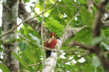 Ağaçkakan Kuşu Rambutan Ağacında