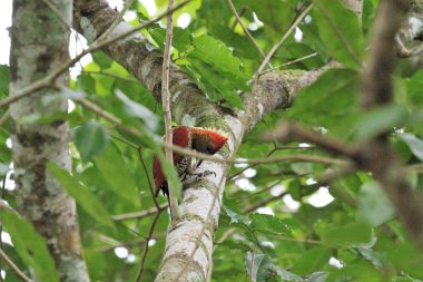 Ağaçkakan Kuşu Rambutan Ağacında