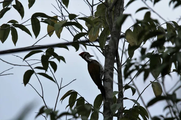 Buntspecht Vogel Auf Baum — Stockfoto