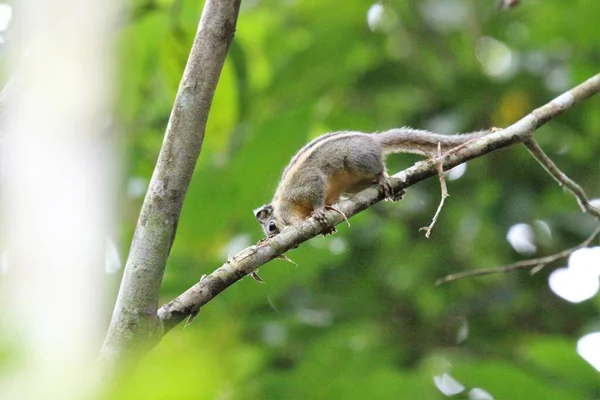 Menetes Berdmorei Wiewiórka Lansium Parasiticum Drzewa Tropikalnym Ogrodzie — Zdjęcie stockowe