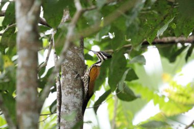 Ağaçtaki ağaçkakan kuşu.