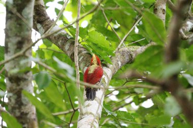 Ağaçkakan Kuşu Rambutan Ağacında
