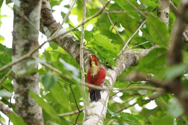 Pájaro Carpintero Bahía Rambután — Foto de Stock