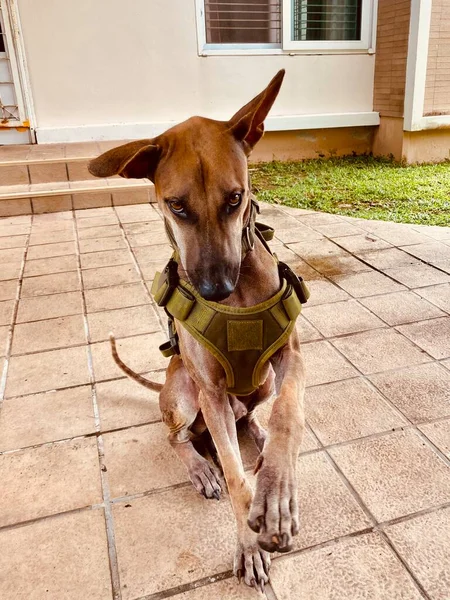 Perro Macho Tailandés Con Chaleco Táctico — Foto de Stock