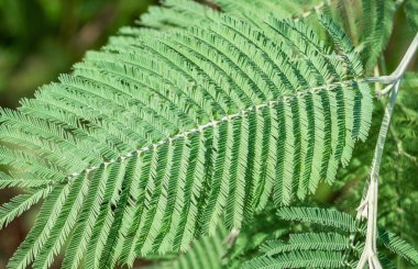 Gümüş Acacia 'nın taze yeşil yaprağı. Yakın plan. Yumuşak odak.