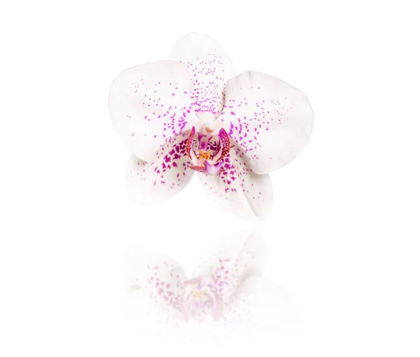 Orchid Flower Isolated White Background — Stock Photo, Image