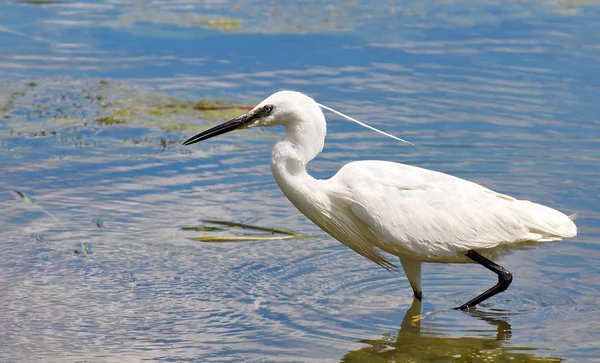 Lilla egret, Egretta garzetta — Stockfoto