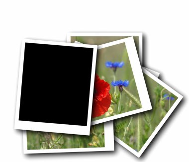 Beyaz arka plan üzerinde izole boş fotoğraf çerçevesi ve gelincik çiçeği