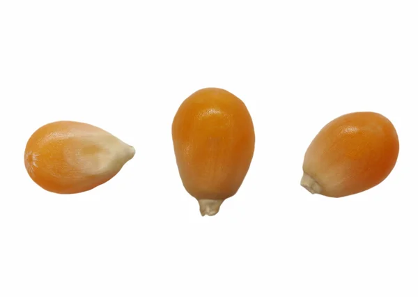 Macro milho para pipoca isolada sobre fundo branco — Fotografia de Stock