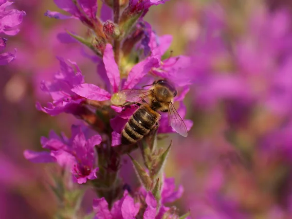 Pszczoła na kwiaty — Zdjęcie stockowe