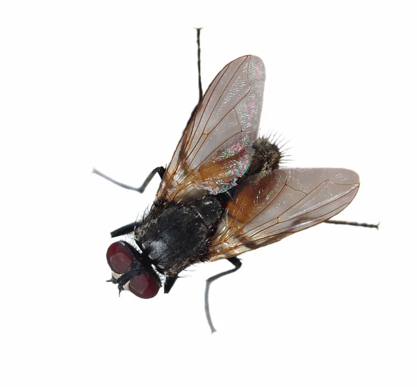 Makro flyga isolerade på vit bakgrund — Stockfoto