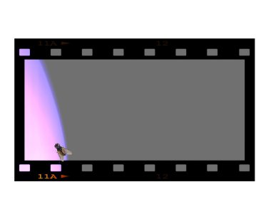 kavram boş film şeridi çerçeve ve sinek üzerinde beyaz izole