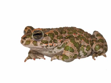 Avrupalı yeşil karakurbağası beyaz zemin üzerine izole, bufo viridis,