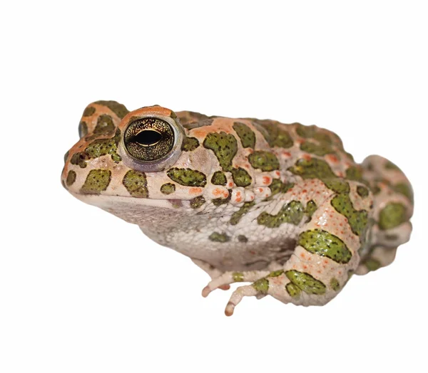 Europese groene toad, bufo viridis, geïsoleerd op witte achtergrond — Stockfoto