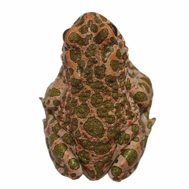 Avrupalı yeşil karakurbağası beyaz zemin üzerine izole, bufo viridis,
