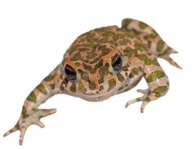 Avrupalı yeşil karakurbağası beyaz zemin üzerine izole, bufo viridis,