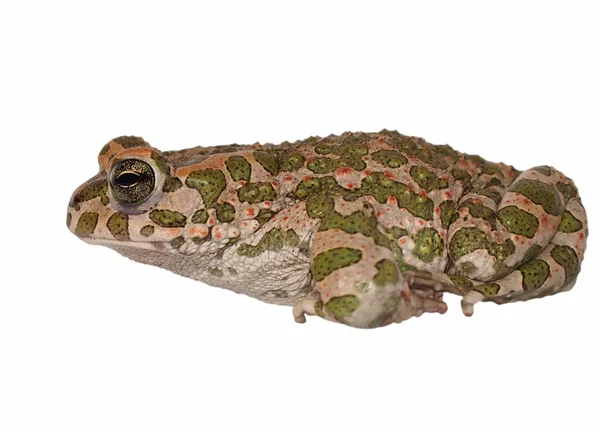 Avrupalı yeşil karakurbağası beyaz zemin üzerine izole, bufo viridis, — Stok fotoğraf