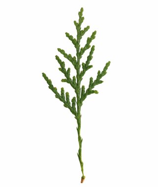 Yeşil banch izole kırpma yolu ile beyaz arka plan üzerinde