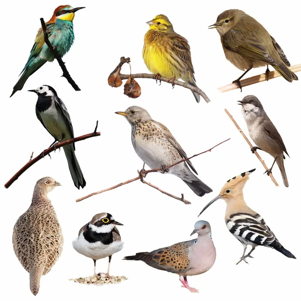 Conjunto de aves isoladas sobre fundo branco, textura Fotos De Bancos De Imagens