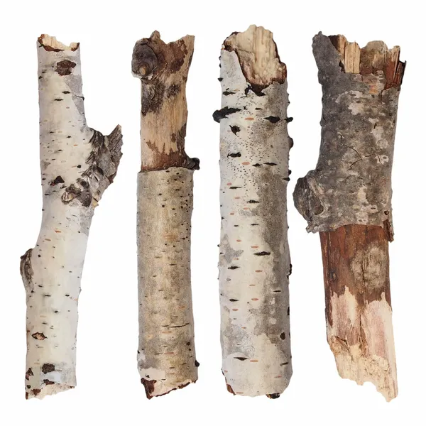 Set branch birch isolated on white background — Stock Photo, Image