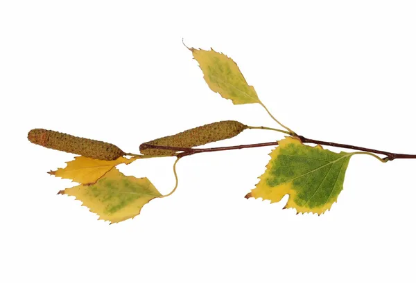 Autumn twig birch with yellow green leaves and catkins isolated on white — Stock Photo, Image