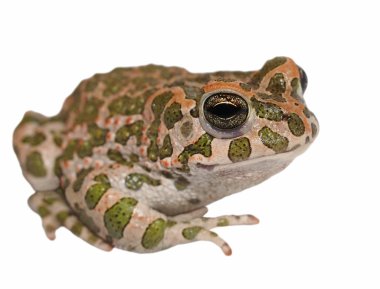 Avrupalı yeşil karakurbağası üzerinde beyaz izole, bufo viridis,