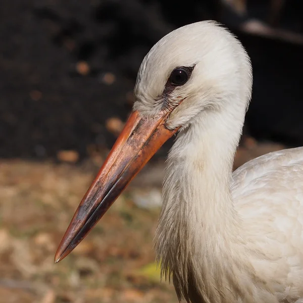 Vit stork, ciconia ciconia — Stockfoto