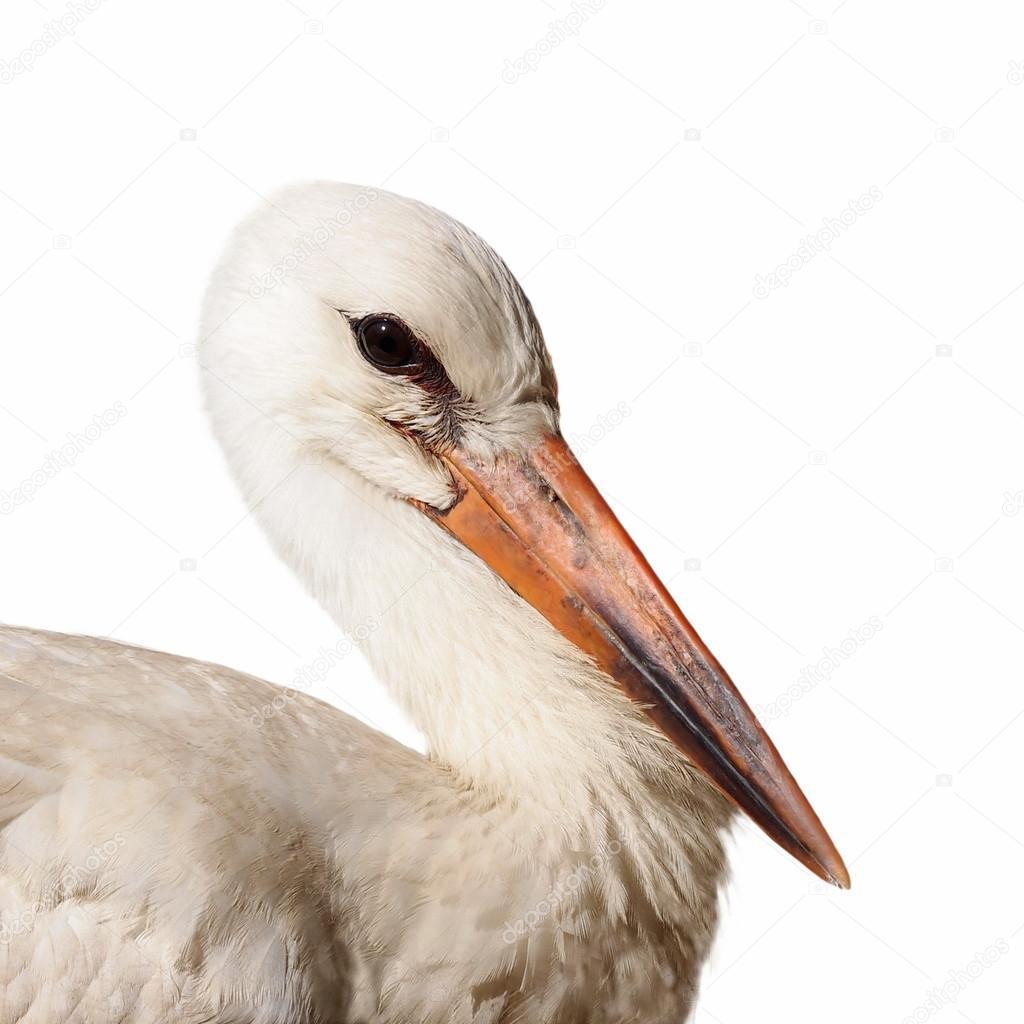 White Stork isolated on white background