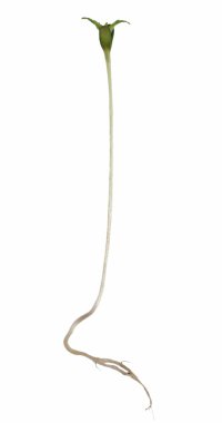 Macro germination hempseed isolated on white
